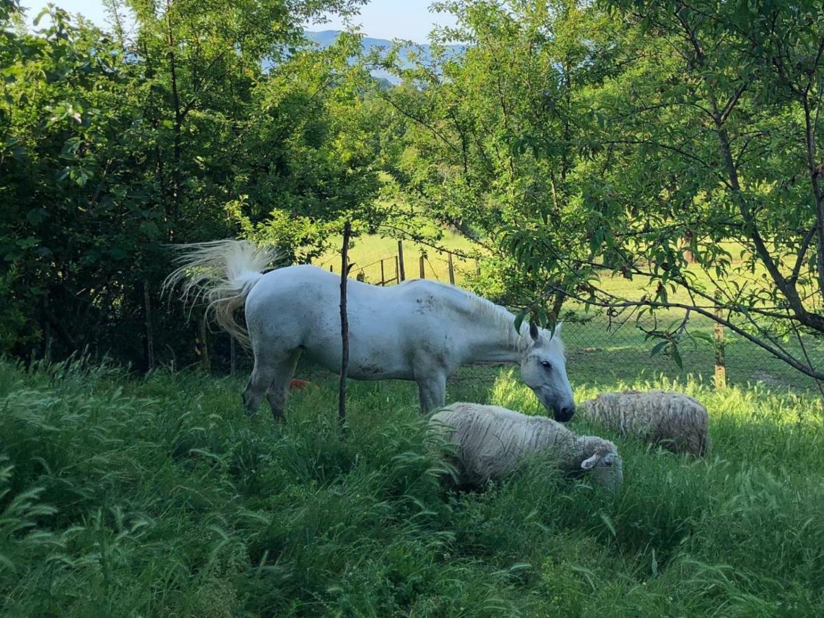 Ala Di Maniero In Agriturismo Valdrago In Toscana, Nel Verde Mugello Sulle Colline Di Firenze Borgo San Lorenzo Dış mekan fotoğraf